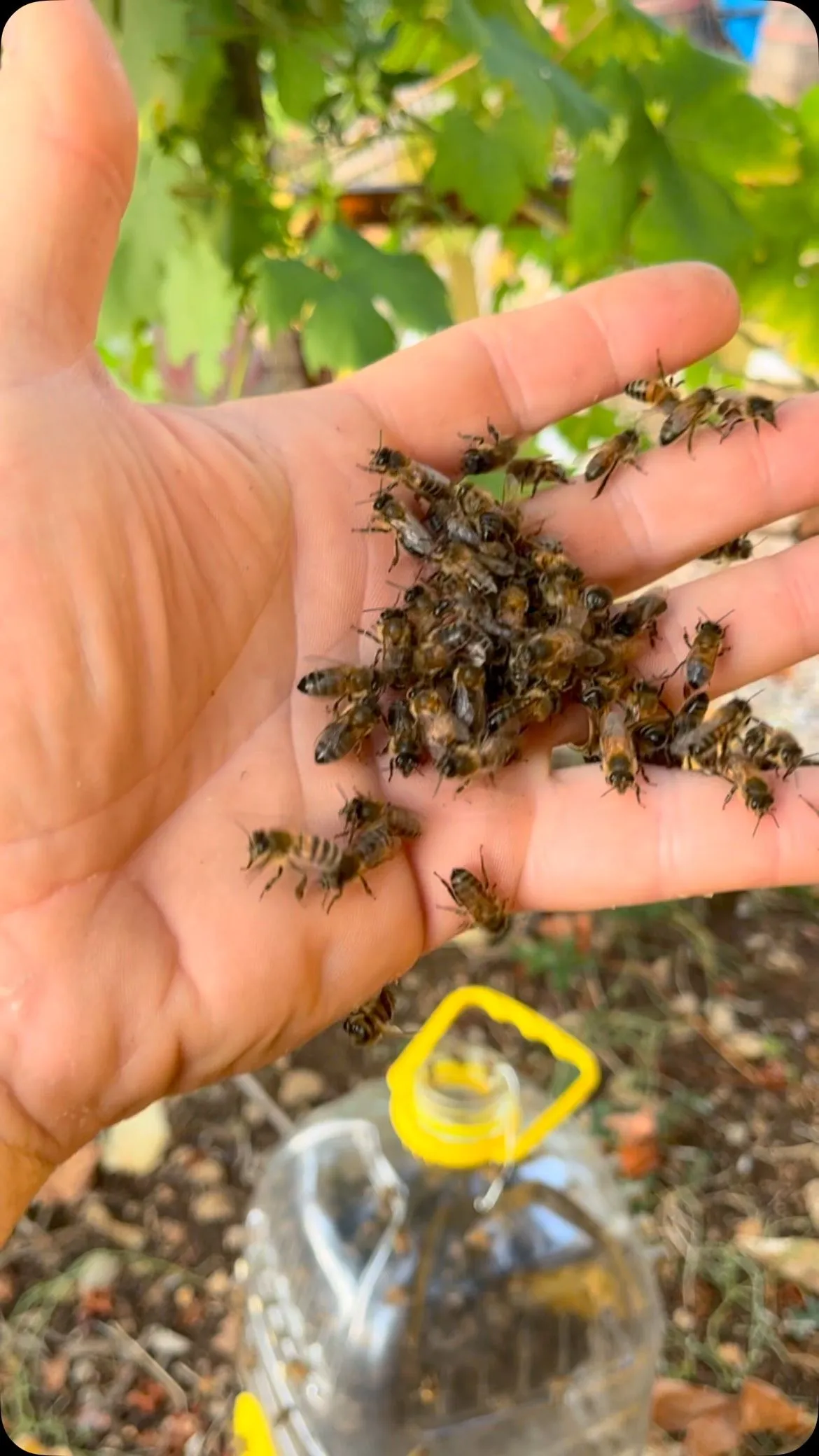 Rescued bees walking across the palm of a hand
