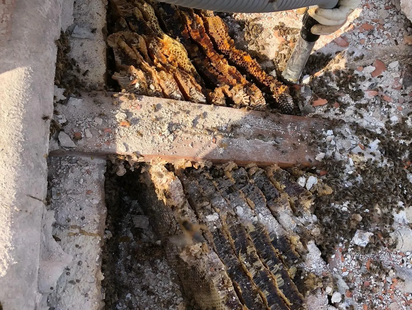 Favi scuri costruiti dalle api dentro l'intercapedine di un muro