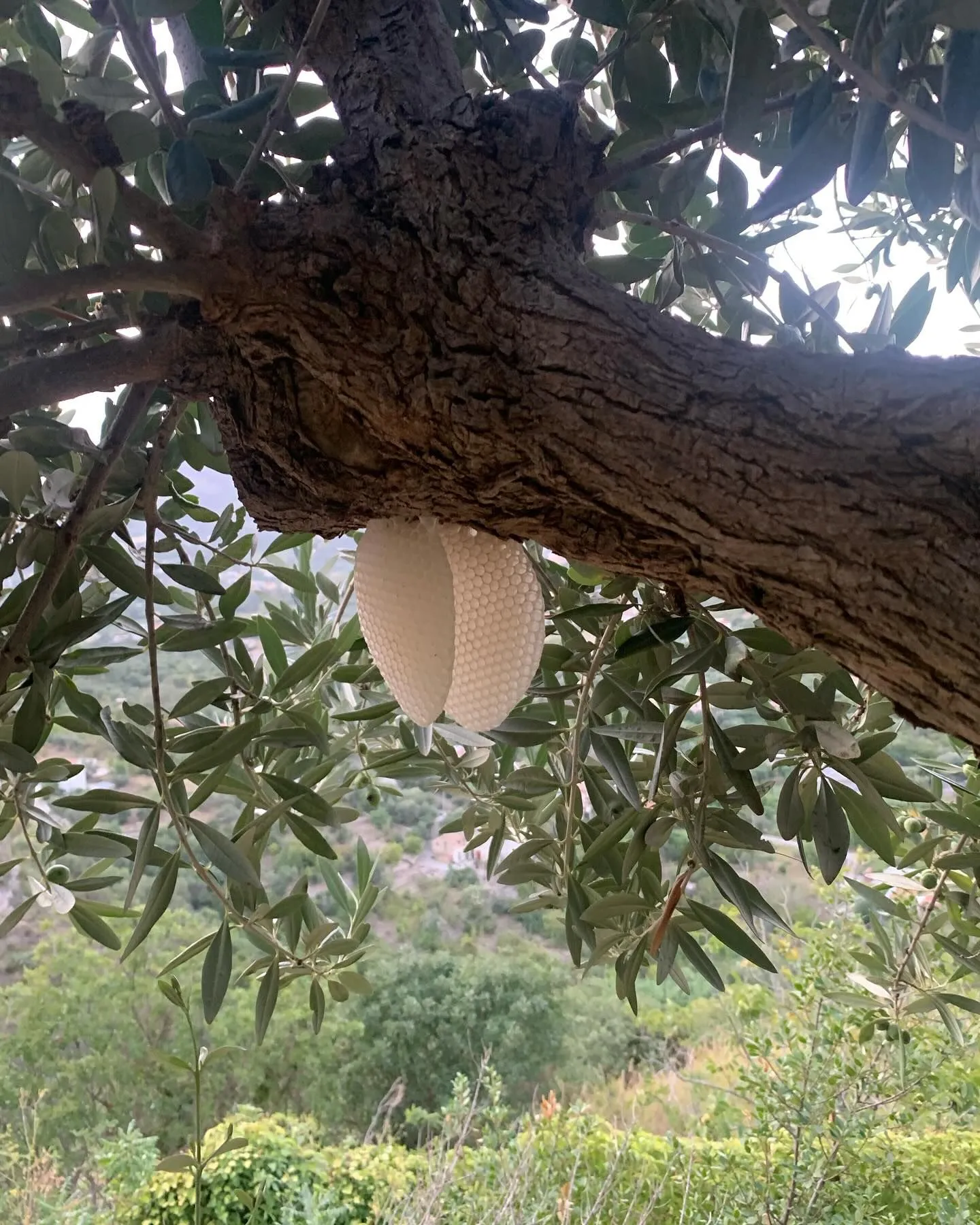 Fresh white honeycomb built by bees, hanging under a thick olive branch, with the Palermo countryside behind