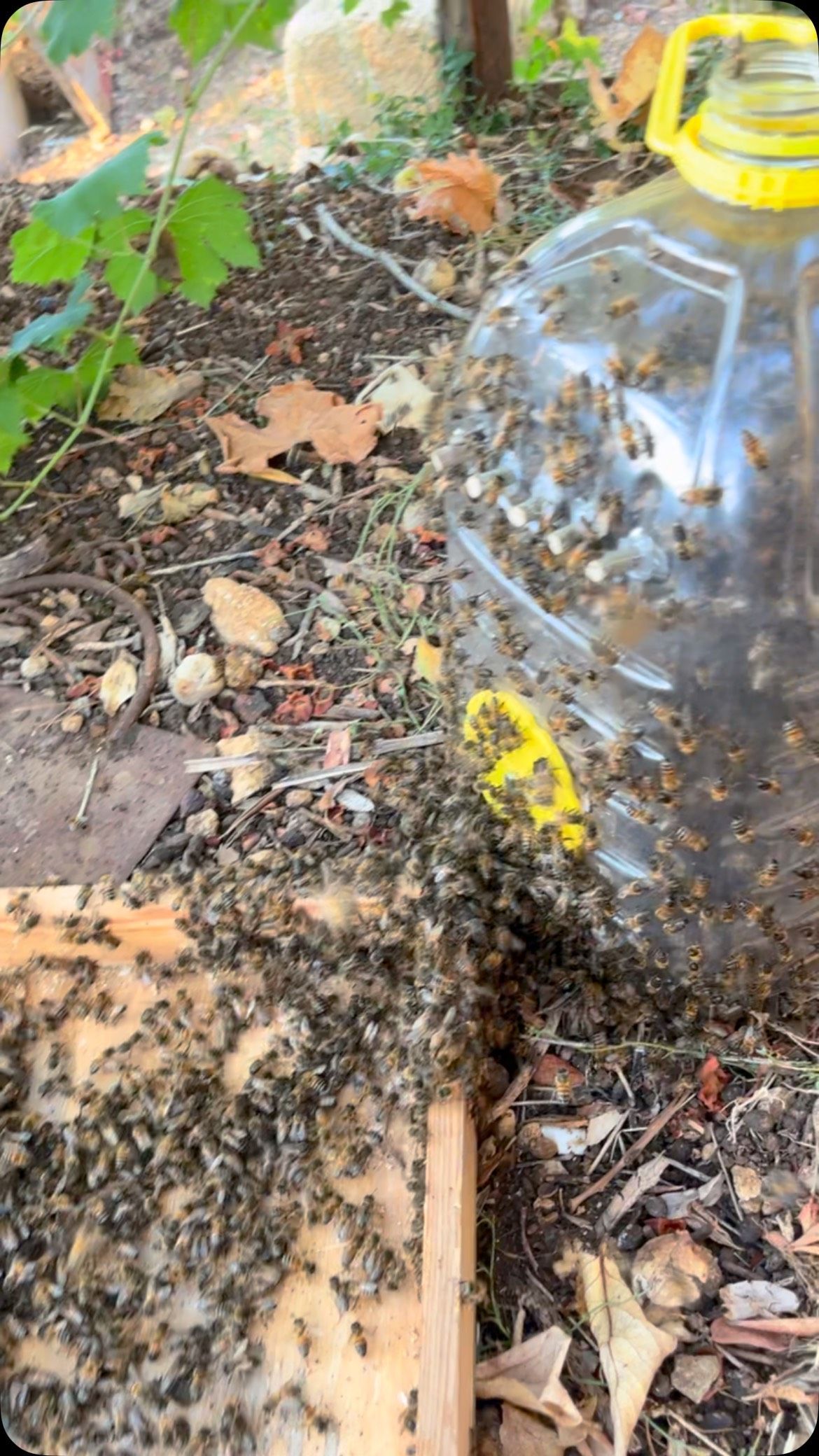 Le api dello sciame versate da una bottiglia di plastica dentro una cassetta di legno a terra