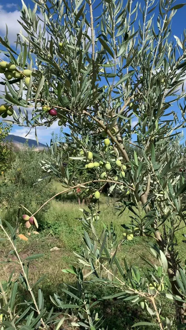 Olive branch heavy with green and black olives under a blue sky